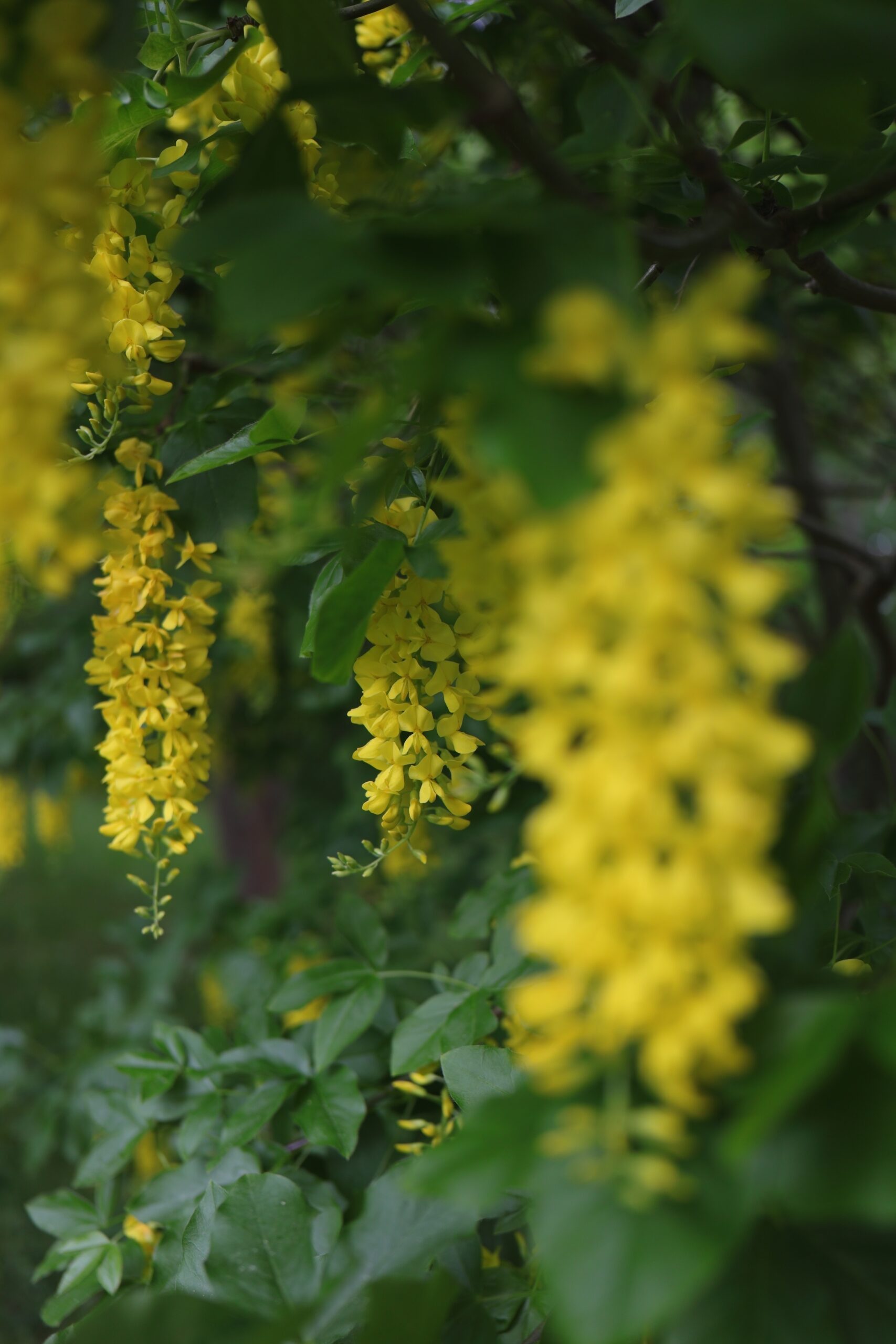 Botanischer Garten der Universität Klaipėda